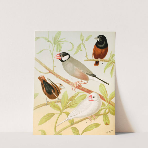 Java Sparrows, Nuns by W. A . Blakston