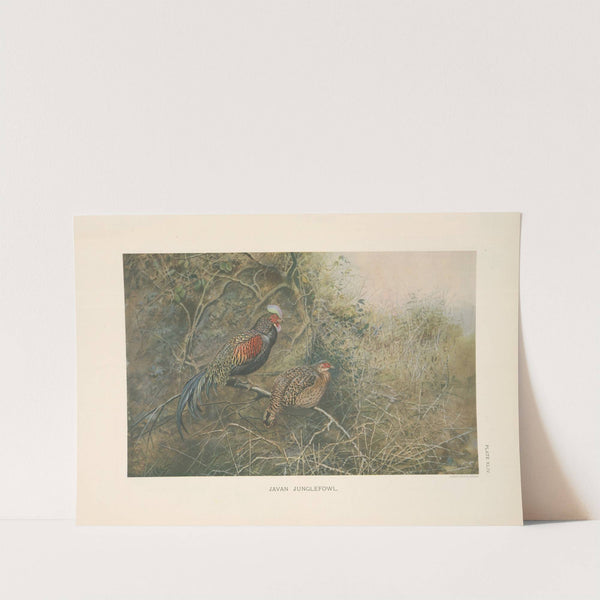 Javan Junglefowl (Gallus varius). (1918-1922) by George Edward Lodge