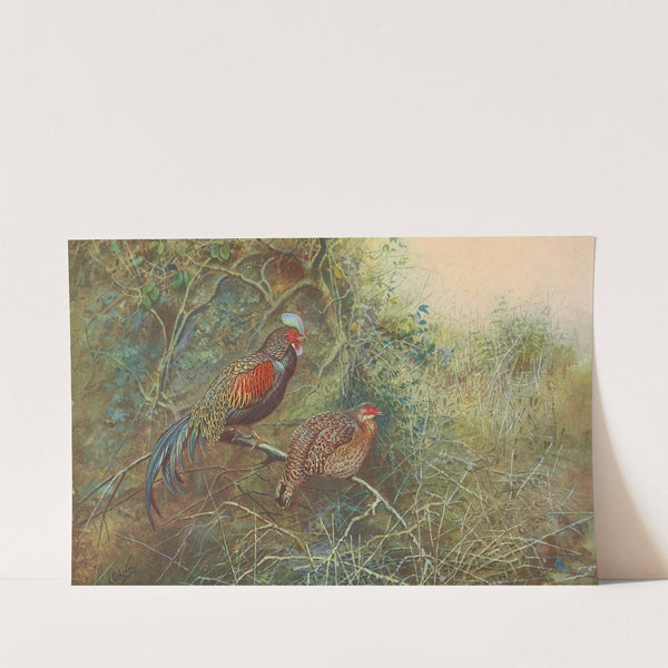 Javan Junglefowl by George Edward Lodge