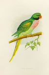 Javan Parrakeet (1884-1887)