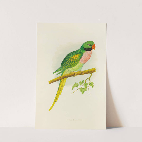 Javan Parrakeet (1884-1887) by Alexander Francis Lydon