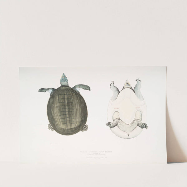 Javan Trionyx, Trionyx Javanicus. by John Edward Gray