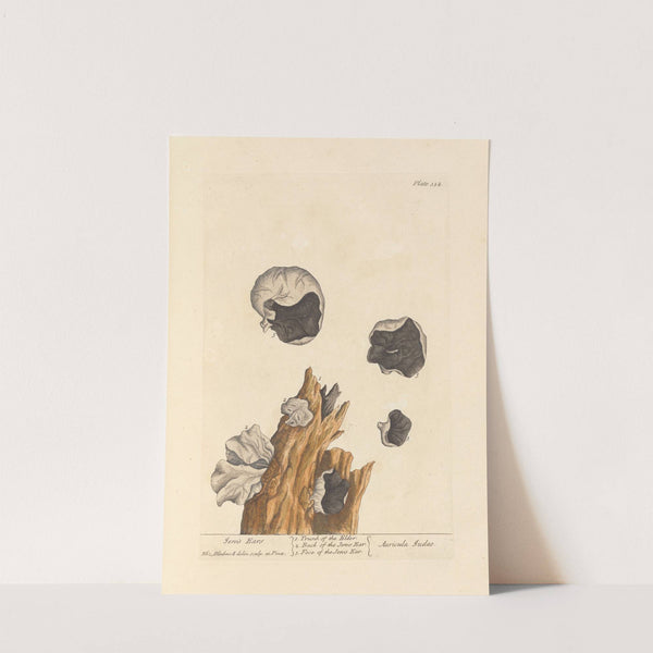 Jew's ears by Elizabeth Blackwell