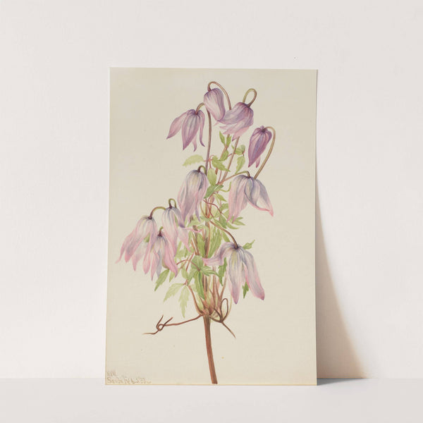 Jicarilla (Clematis pseudoalpina) (1933) by Mary Vaux Walcott