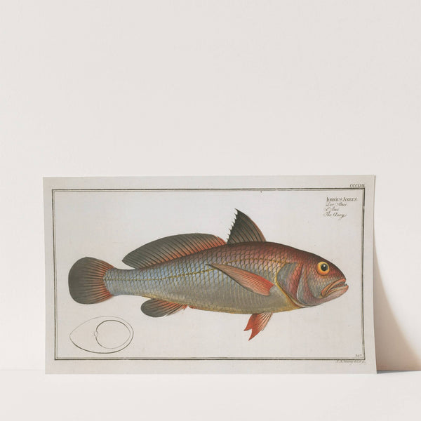 Johnius Aneus, The Aney. (1785-1797) by Marcus Elieser Bloch