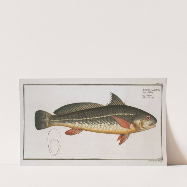 Johnius Carutta, The Karutt. (1785-1797) by Marcus Elieser Bloch