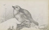 Jonge vogel op een steen