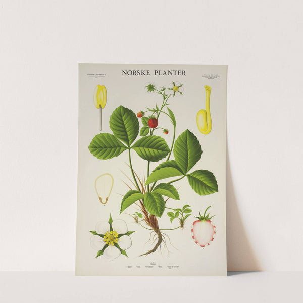 Jordbær (1930) by Parmanns Læremiddel-anstalt