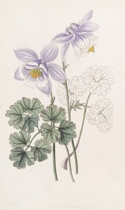 Joyous Colombine