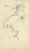 Juffertje in ‘t groen (1677 - 1755)