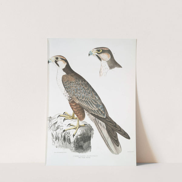 Jugger Falcon, Falco Jugger. 1. Male, 2. Female. Natural Size. by John Edward Gray