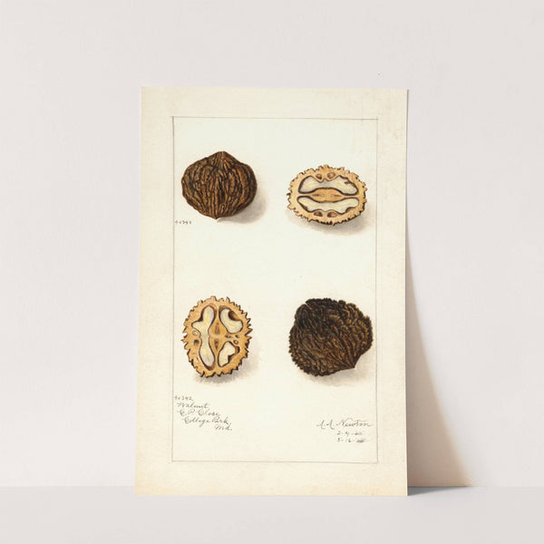 Juglans (1908) by Amanda Almira Newton