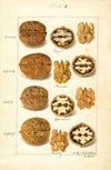 Juglans
