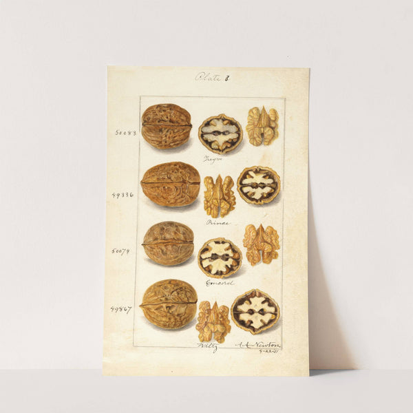 Juglans by Amanda Almira Newton