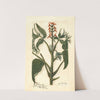 Juglans ailantifolia (1910) by Amanda Almira Newton