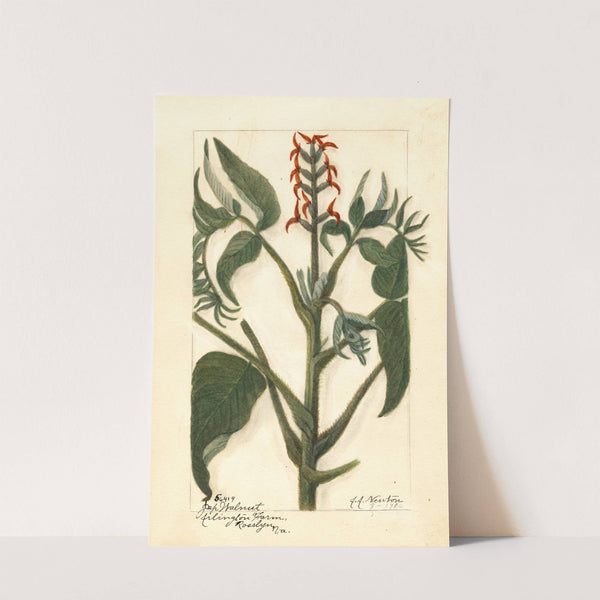 Juglans ailantifolia (1910) by Amanda Almira Newton