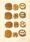 Juglans