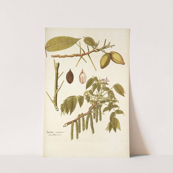 Juglans cinerea by Nikolaus Joseph Freiherr von Jacquin
