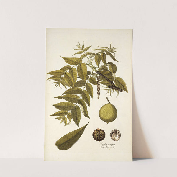 Juglans nigra by Nikolaus Joseph Freiherr von Jacquin