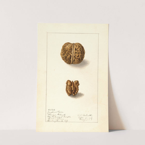 Juglans regia (1908) by Ellen Isham Schutt