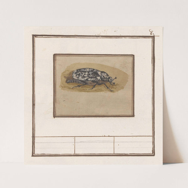 Julikever (Polyphylla fullo) (1596-1610) by Anselmus Boëtius de Boodt