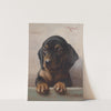 Young dachshund by Carl Reichert