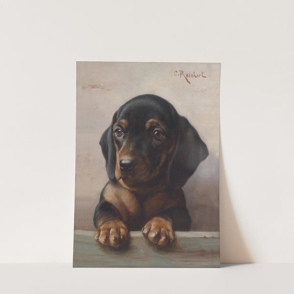 Young dachshund by Carl Reichert