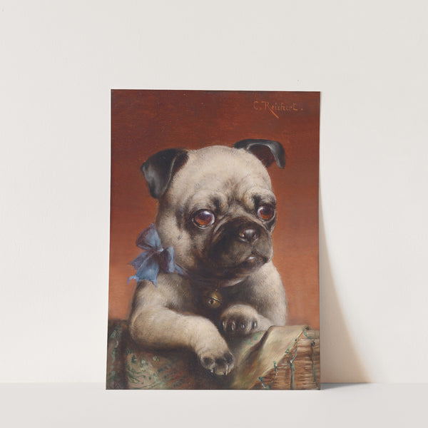 Young pug by Carl Reichert