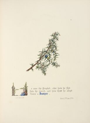 Juniper