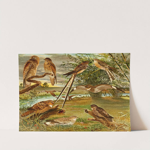 Jurutaui, Bacurau, Bacuráu-tesora, Mede-legoas, Bacurau branco das praias by Emil August Göldi