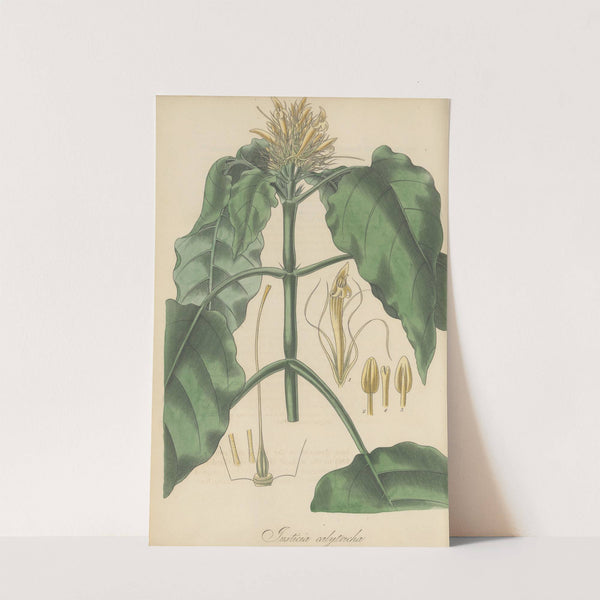 Justicia calytricha by William Jackson Hooker