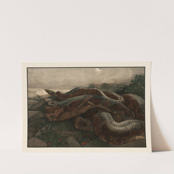 Kaa the python (1903) by Charles Maurice Detmold