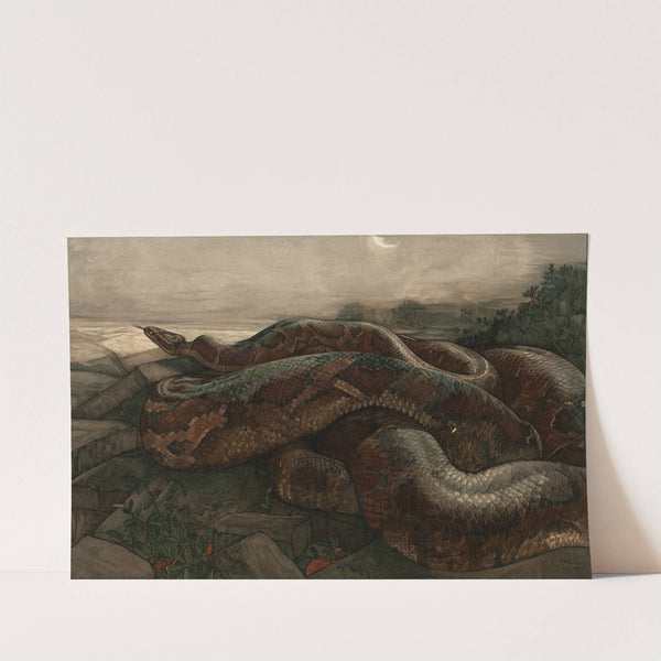 Kaa The Python by Charles Maurice Detmold