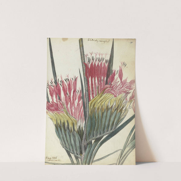 Kaapse bloem by Jan Brandes