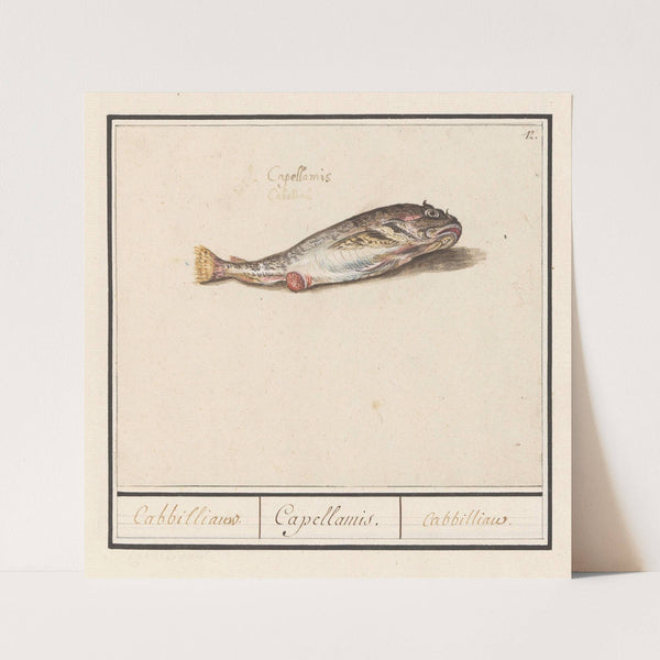 Kabeljauw (Gadus morhua) Cabbilliauw Capellamis. Cabbilliau (1596-1610) by Anselmus Boëtius de Boodt