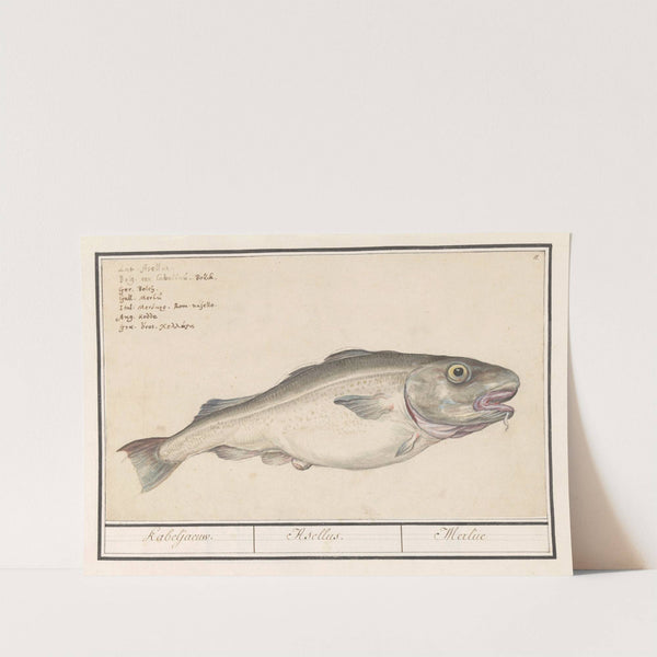 Kabeljauw (Gadus morhua) Kabeljaeuw. Asellus. Merlue (1596-1610) by Anselmus Boëtius de Boodt