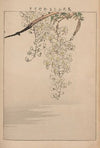 Kachō gafu, Pl.11