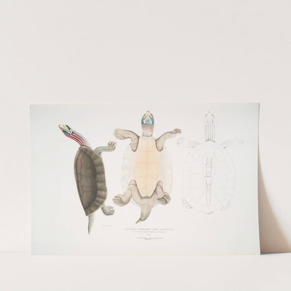 Kachuga Terrapin, Emys Kachuga. by John Edward Gray