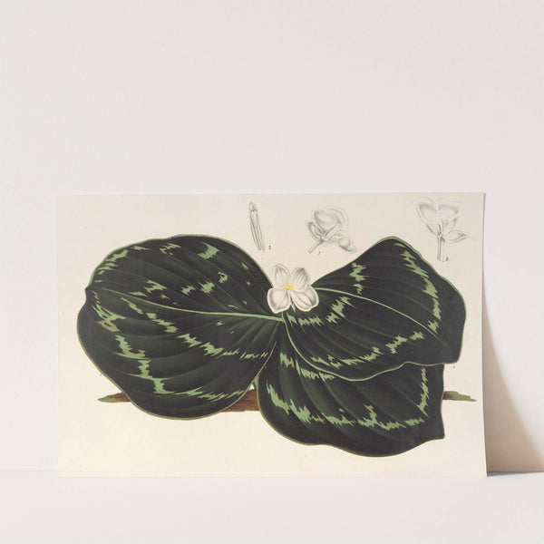 Kæmpferia Koscoeana by Charles Antoine Lemaire