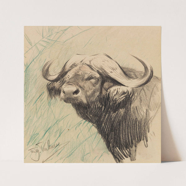 Kaffernbüffel (Ca. 1922) by Wilhelm Kuhnert