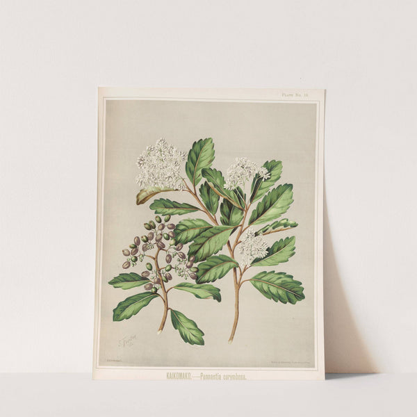 Kaikomako. - Pennantia corymbosa. Plate 19 by Sarah Featon