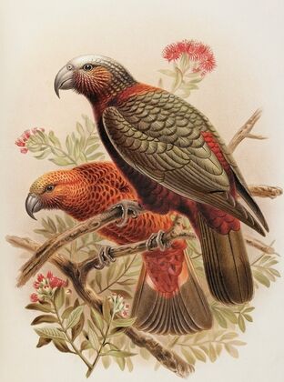 Kaka parrot and variety ‘Kaka-kura’. Nestor Meridionalis