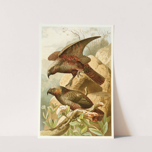 Kaka Parrots by Anonymous