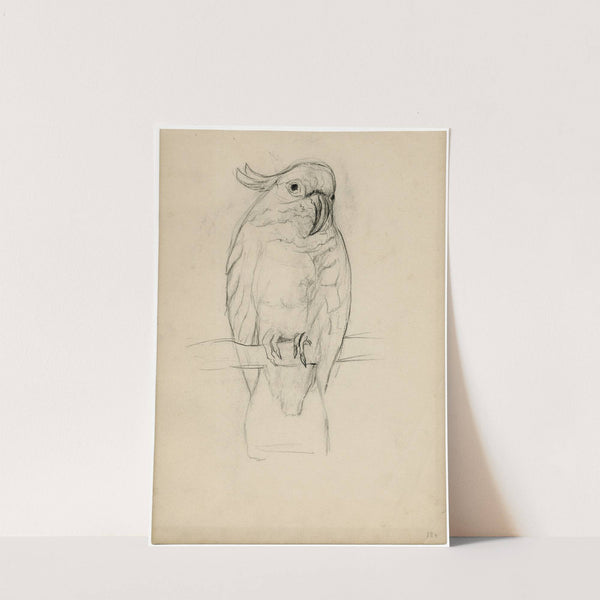 Kaketoe by Theo van Hoytema