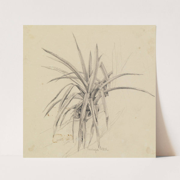 Kaktus-Studie (1858) by Ferdinand Keller