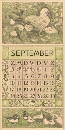 Kalenderblad september met Muskuseend