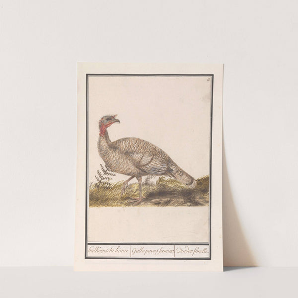Kalkoen (Meleagris gallopavo) (1596-1610) by Anselmus Boëtius de Boodt