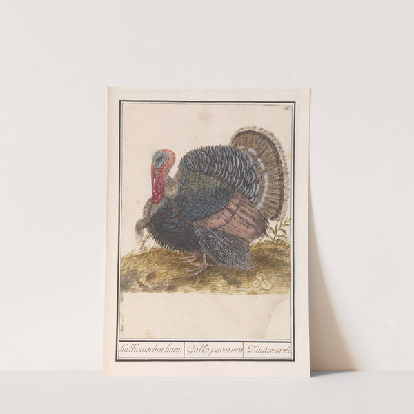 Kalkoen (Meleagris gallopavo). (1596-1610) by Anselmus Boëtius de Boodt
