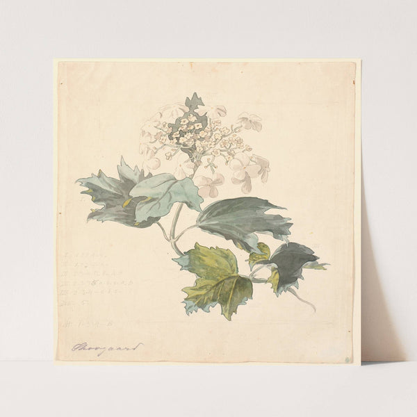 Kalkved. (Viburnum) (1816 - 1875) by P. C. Skovgaard