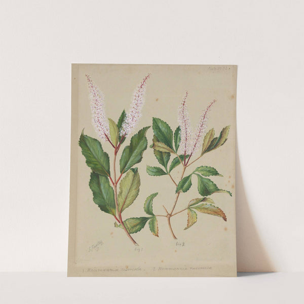 Kamahi. Tawhero by Sarah Featon